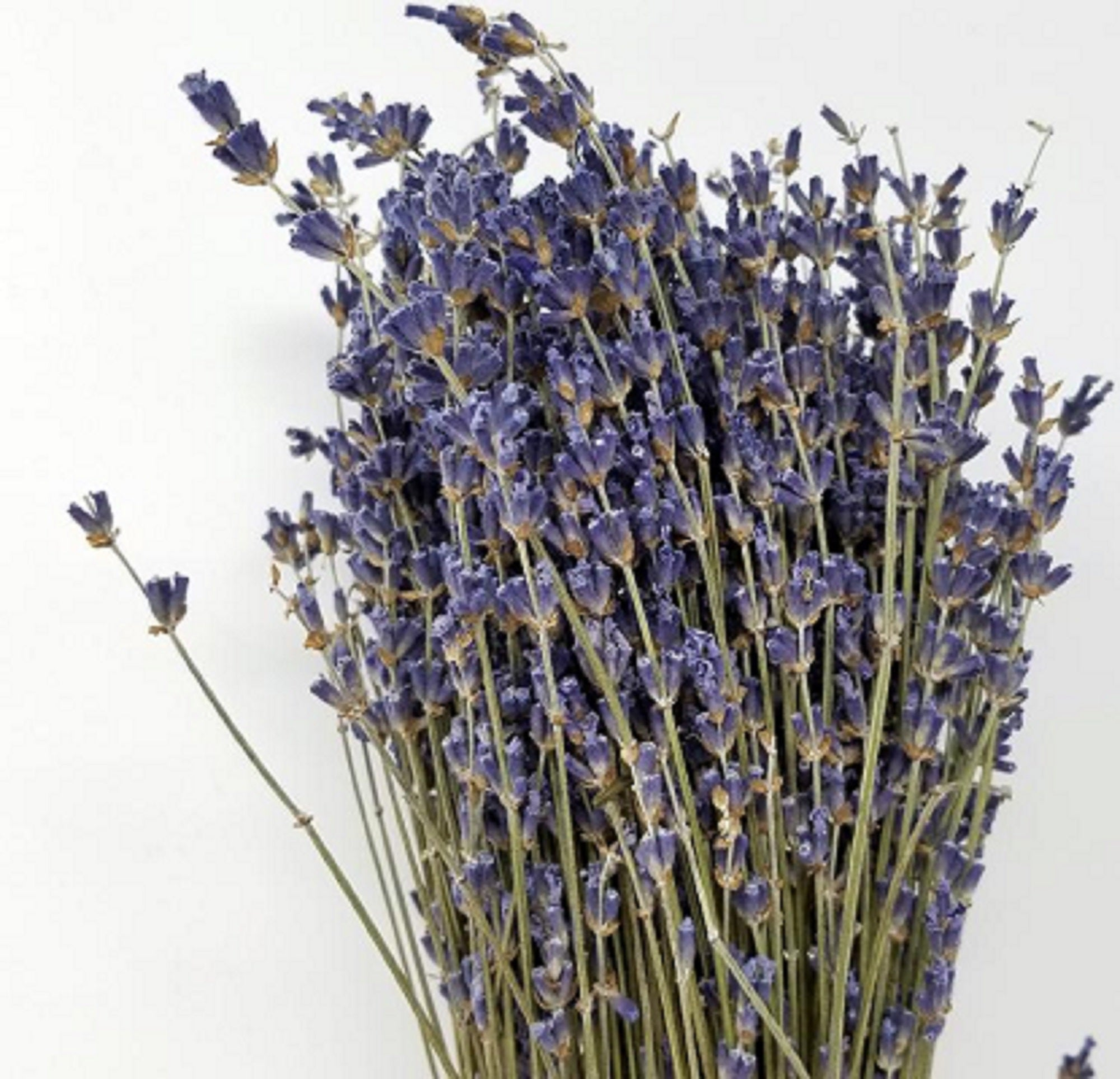 High-Grade French Lavender Flower BUNCH 14