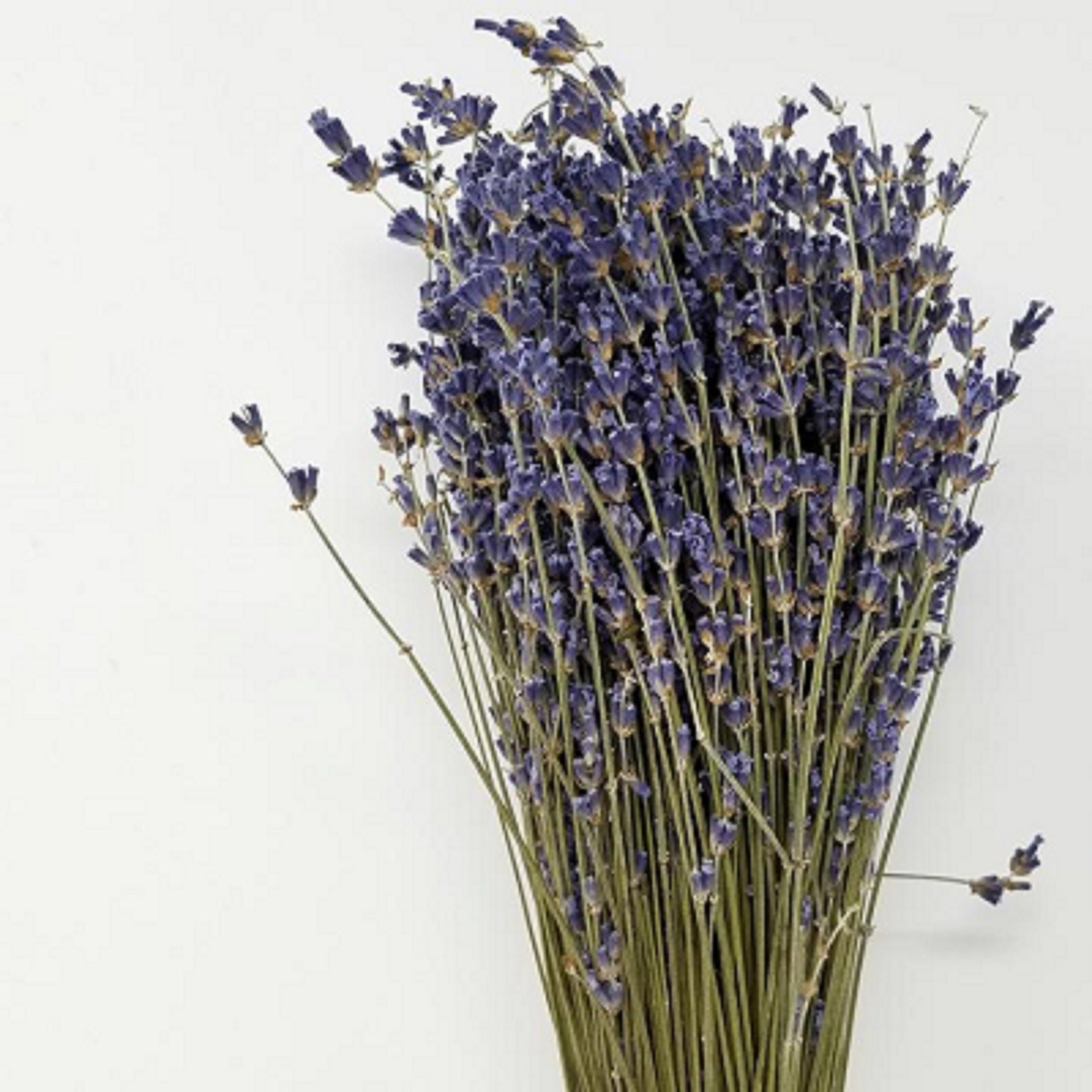 High-Grade French Lavender Flower BUNCH 14