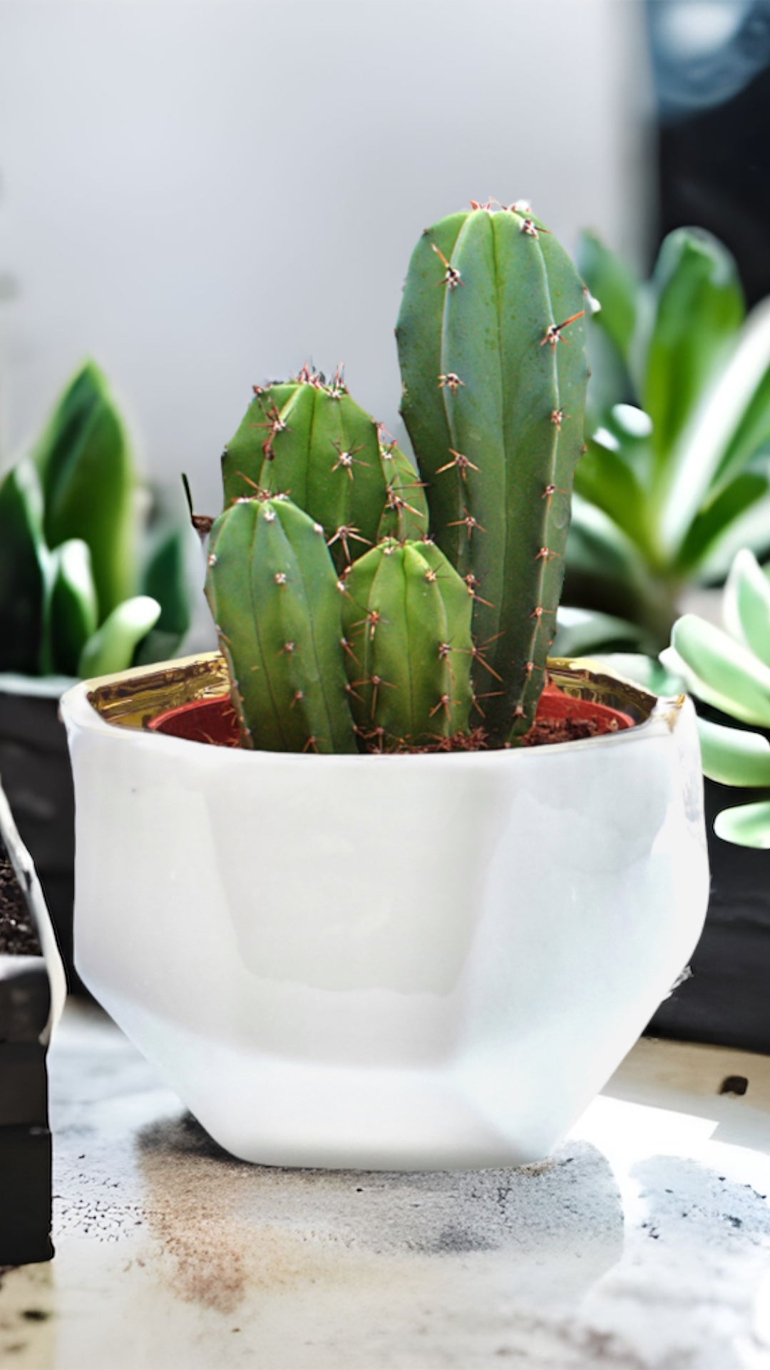 Handmade Elegant White & Gold Ceramic Planter/Pot