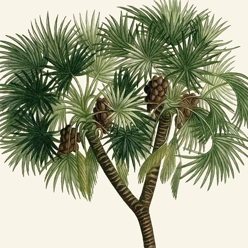 Tropical Palm Tree Vintage Illustrations Canvas Prints