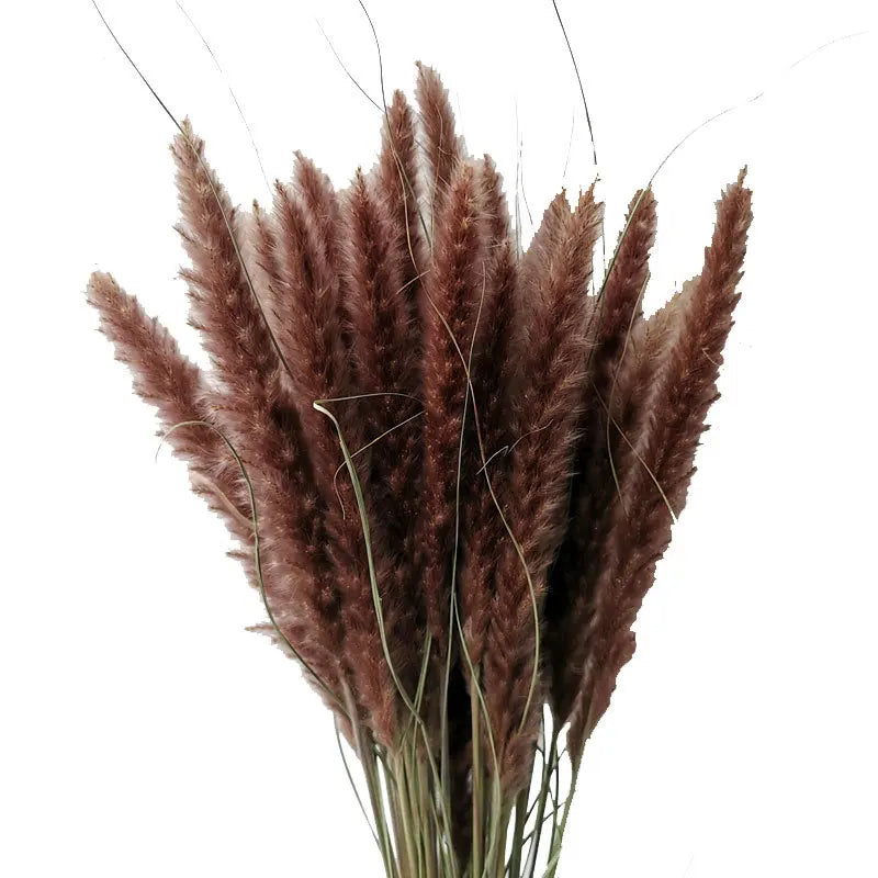 15Pcs Dried Small Pampas Grass