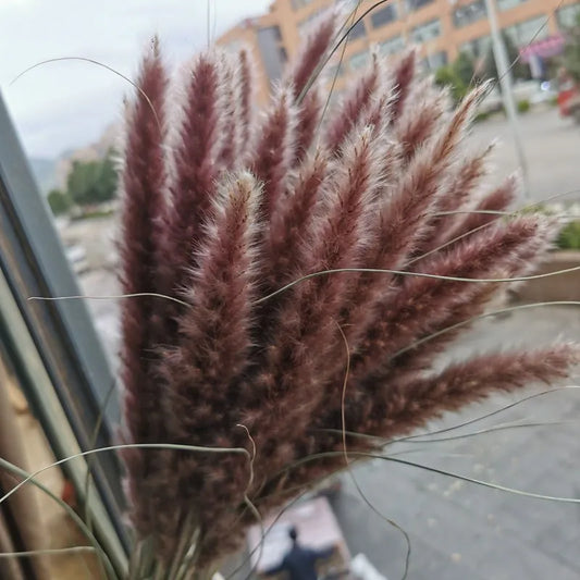 15Pcs Dried Small Pampas Grass