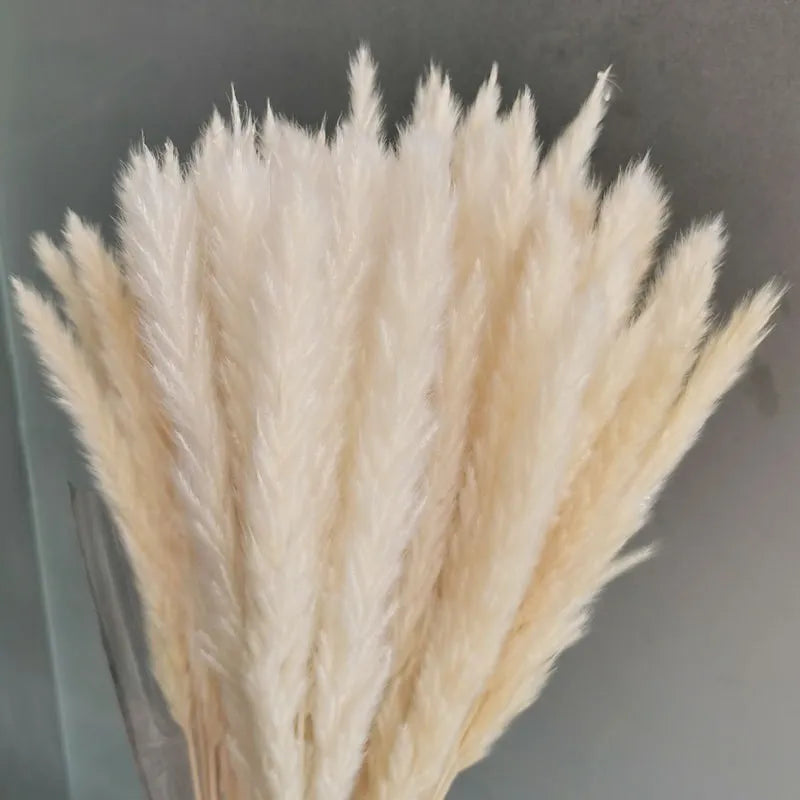 15Pcs Dried Small Pampas Grass